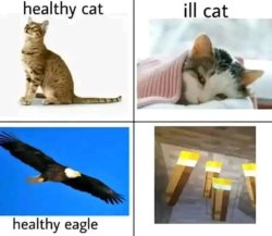 Illegal Meme Template