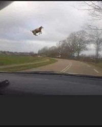 Cow in the air Meme Template