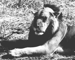 Balding Lion Meme Template