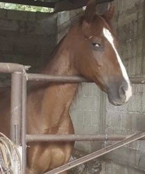 Suspicious gay horse Meme Template