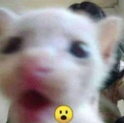 Shocked Cat Meme Template