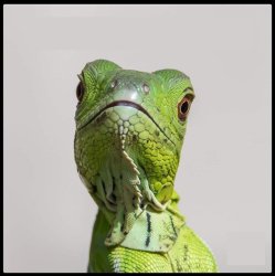 Florida Man Meme Template