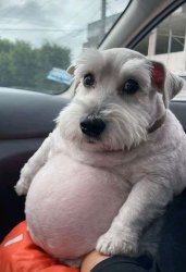 Chud Dog Meme Template