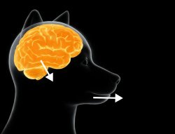 Dog brain meme Meme Template