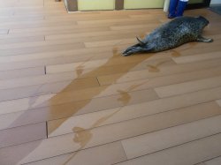 Seal of Disapproval Meme Template