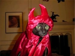Devil's Cat Meme Template