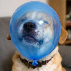 Dog getting it’s face stuck in a ballon Meme Template