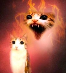 Angry Sheepish Cat Meme Template