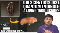 Did scientists just quantum entangle a living tartegrade Meme Template