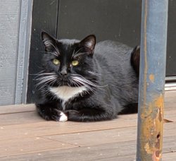 Lil Boi Meme Template