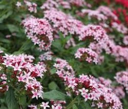 AIKEN FFA BOOSTER CLUB PLANT SALE Meme Template