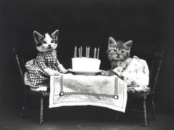 Vintage Birthday Cats Meme Template