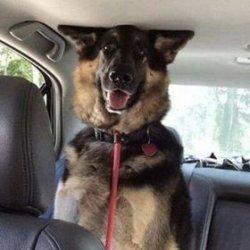 Chrisjoines1 Meme Template