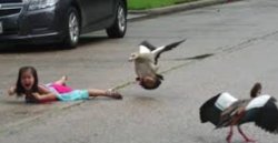 Bird attacking baby Meme Template