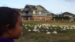 Look at these chicken Meme Template