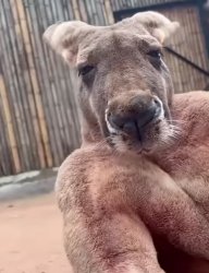 Stoned kangaroo Meme Template