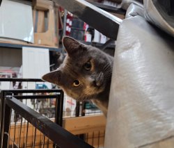 Walter Meme Template