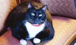 LaOficinaCap1 Meme Template