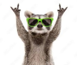 Raccoon Meme Template