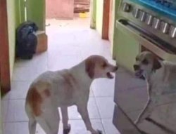 Chrisjoines1 Meme Template