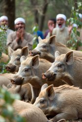 pigs islam Meme Template