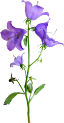 Morning glory Meme Template