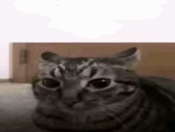 No to mamy kurcze kłopot cat Meme Template