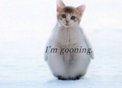 I’m gooning penguin cat Meme Template