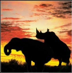 Rhino humping Elephant Meme Template