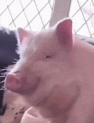 Leftover pig Meme Template