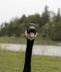 Angry goose Meme Template