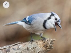 Bird sass Meme Template