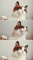 Stop it - continue Meme Template