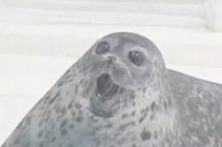 surprised seal Meme Template