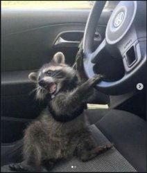 Racoon Driving Meme Template