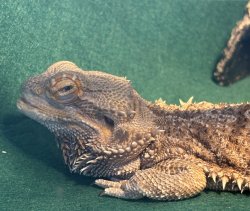 Judging Lizard Meme Template