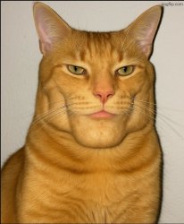 chad cat Meme Template