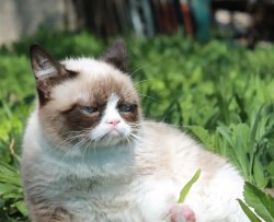 Grumpy cat on grass Meme Template
