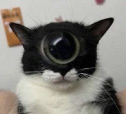 Cat one eye Meme Template