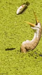 fish bird Meme Template