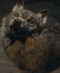 wolf Meme Template