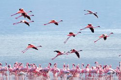 Flamingoes Meme Template