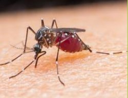 noooooooooooooooo Meme Template