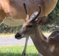 Deer Buffet Meme Template