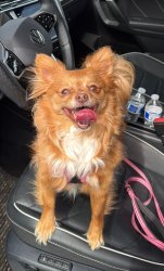 Bean’s Tick Removal Meme Template