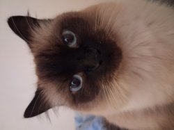 Lemmy the cat Meme Template