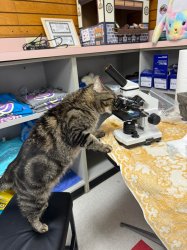 Science has confirmed Meme Template