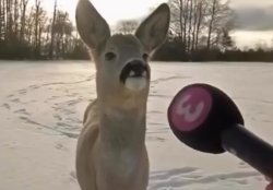 deer interview Meme Template