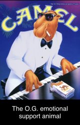 Emo support camel Meme Template