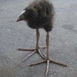 Tarnation Meme Template